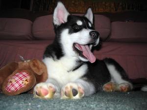 SiberianHuskypuppy